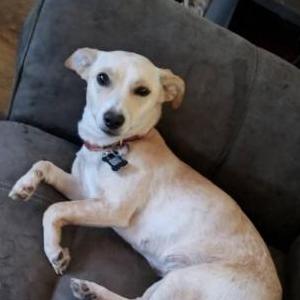 Image of Callie, Lost Dog
