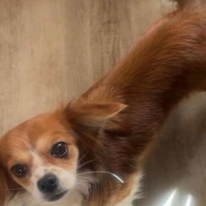 Image of Chiquis, Lost Dog