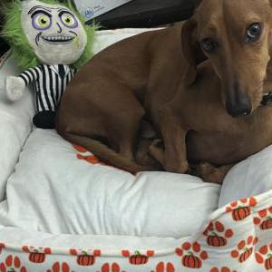 Image of Ollie, Lost Dog