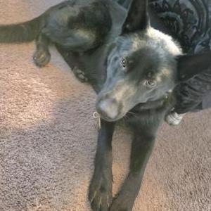 Image of unknown, Found Dog