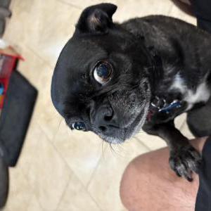 Image of Zoee, Lost Dog