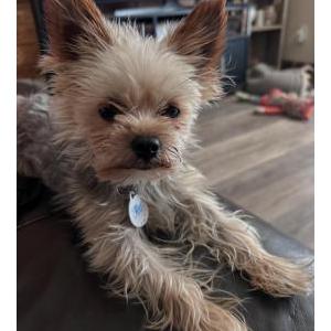 Image of Odin, Lost Dog