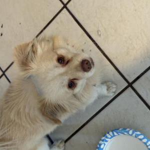 Image of Unknown, Found Dog