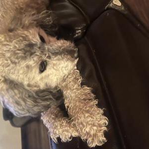 Image of Unknown, Found Dog