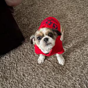 Image of Koda, Lost Dog