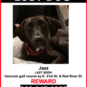 Image of Jazz, Lost Dog