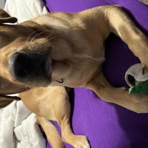 Image of Brec, Lost Dog