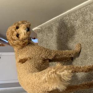 Image of Chewy/Chewbacca, Lost Dog