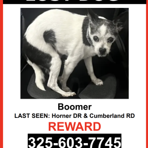 Image of Boomer, Lost Dog