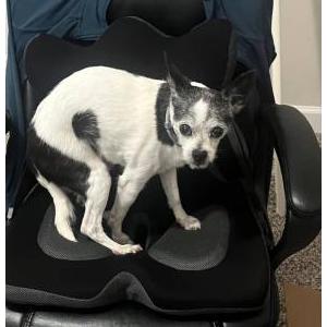 Image of Boomer, Lost Dog