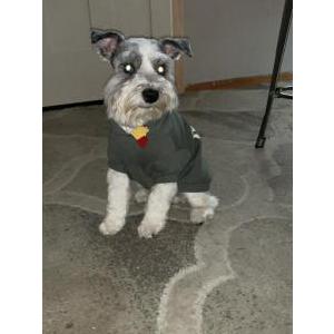 Image of Oreo, Lost Dog