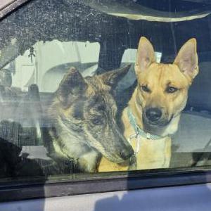 Image of Unknown, Found Dog