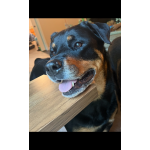 Image of Maggie, Lost Dog