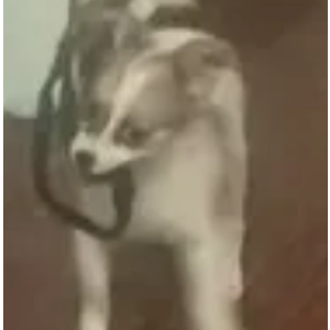 Image of Angel Baby , Lost Dog