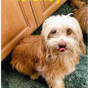 Image of Hershey, Lost Dog