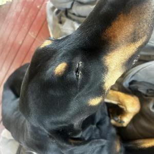 Image of Bruce, Lost Dog