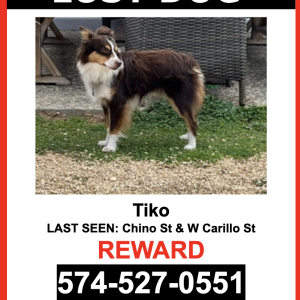 Lost Dog Tiko