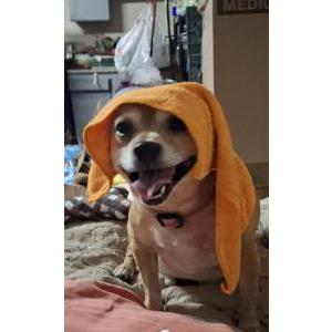 Image of Pilin, Lost Dog