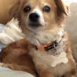 Image of Lacy, Lost Dog