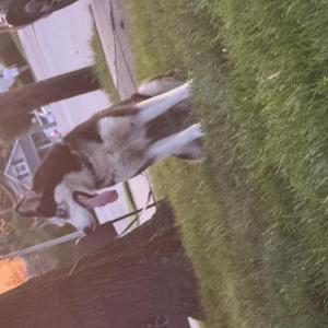 Image of Roo, Lost Dog