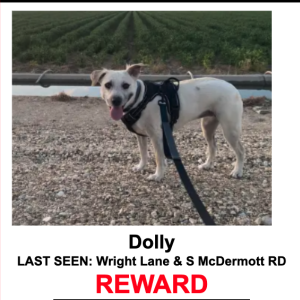 Image of Dolly, Lost Dog