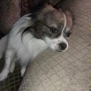 Image of Bussa buss/buster, Lost Dog