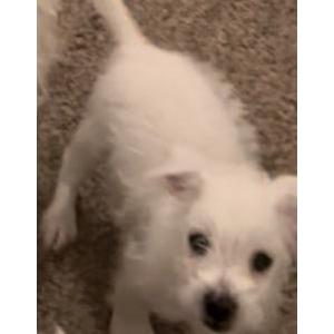 Image of Philly, Lost Dog