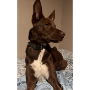 Image of Felix, Lost Dog