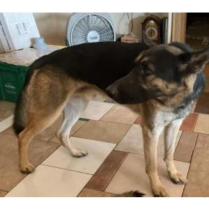 Image of Chino, Lost Dog