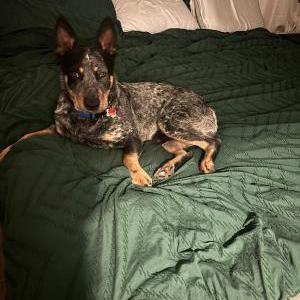 Image of Blue, Lost Dog