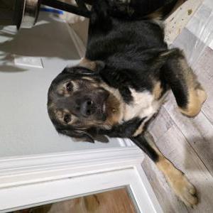 Image of Unknown, Found Dog