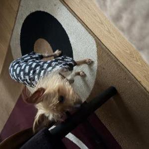 Image of Logan Summer William, Lost Dog