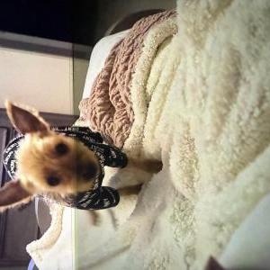 2nd Image of Logan Summer William, Lost Dog