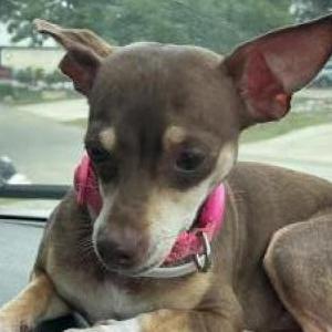 Image of Coco, Lost Dog