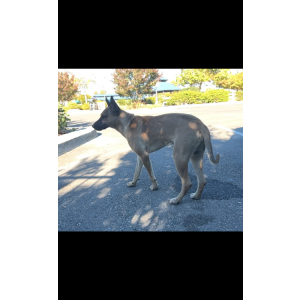 Image of Puppy rider, Lost Dog