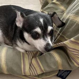 Image of Lucky, Lost Dog