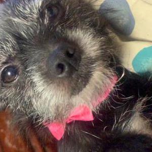 Image of Luna, Lost Dog