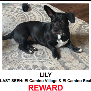 Image of Lily, Lost Dog