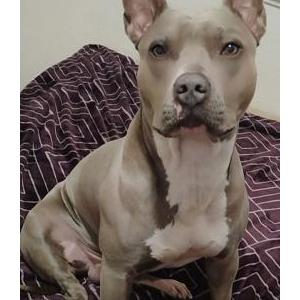 Image of Bullet, Lost Dog