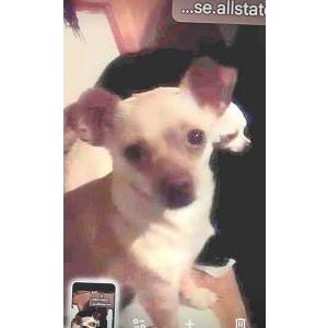 Image of Tinkerbell, Lost Dog