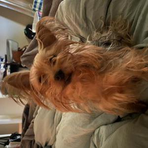 Image of Cookie, Lost Dog