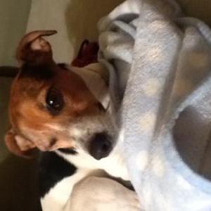 Image of Fiona, Lost Dog