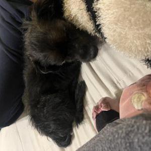 Image of Gatsby, Lost Dog