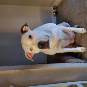 Image of Blue, Lost Dog