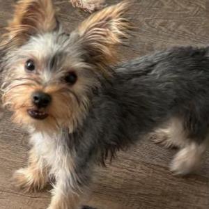 Image of Muffin, Lost Dog