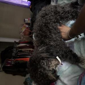 Image of Muffin Dukes, Lost Dog