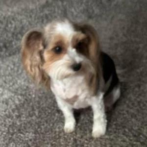 Image of lucy, Lost Dog