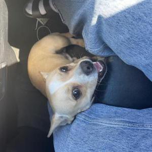 Image of Unknown, Found Dog