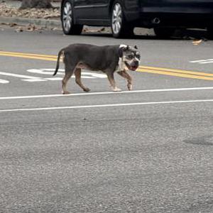 Image of Unknown, Found Dog