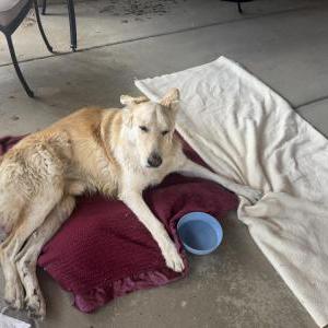 Image of Unknown, Found Dog